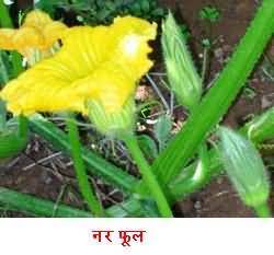 Male flower of pumpkin