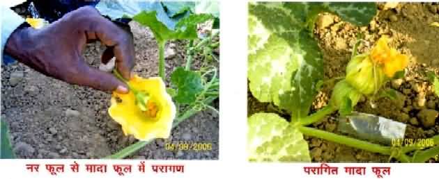 Hand pollination in Pumpkin