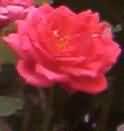 Cultivation of rose