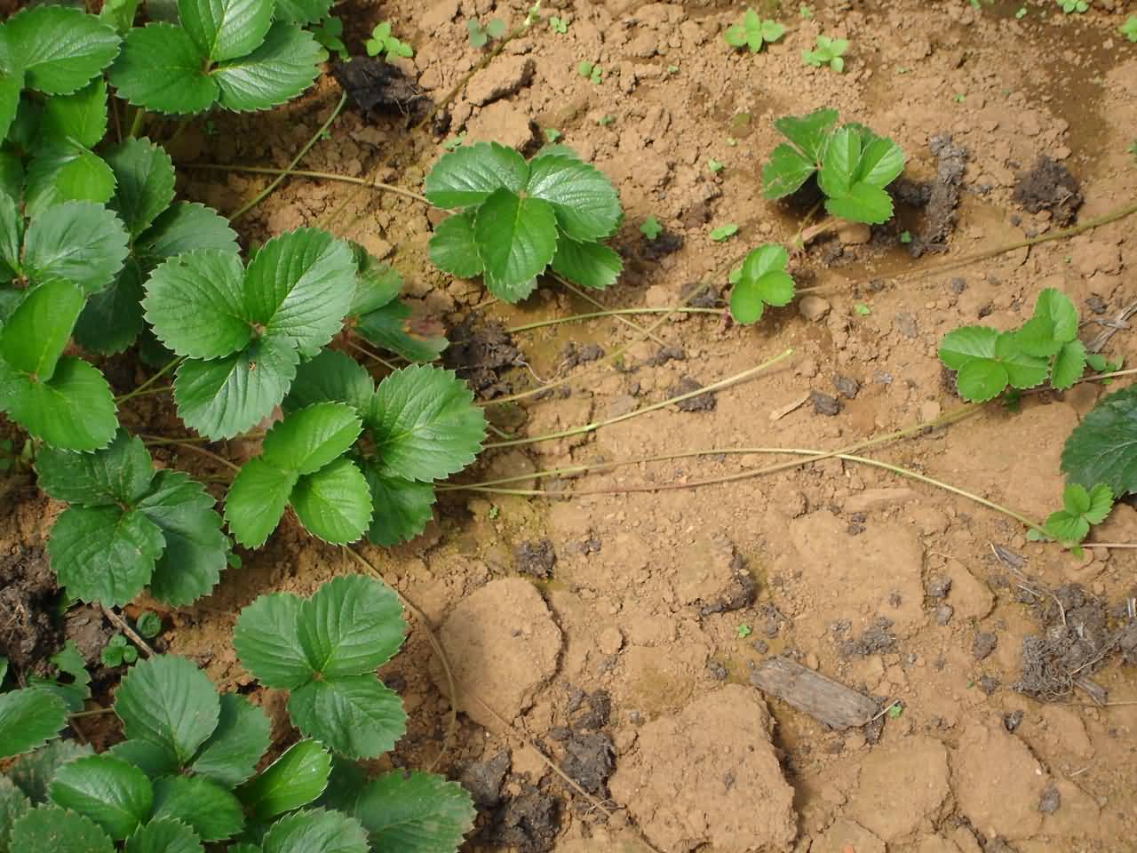 Vegetative propagation of Strawberry