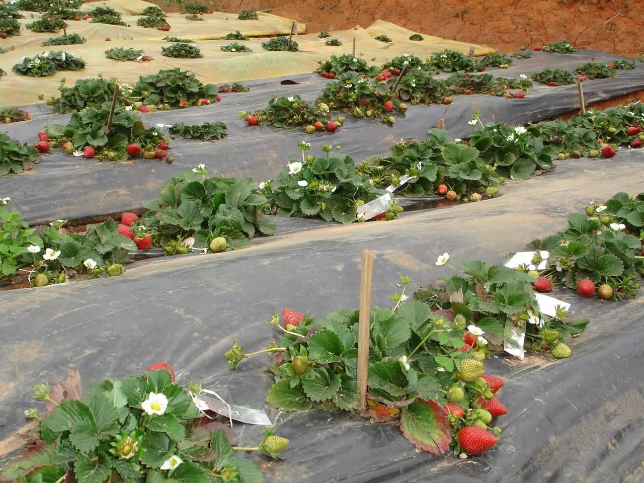 Mulching of Strawberry