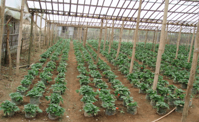 Planting of Strawberry