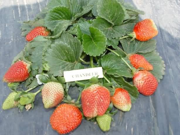 Chandler variety of Strawberry