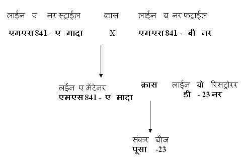 बाजरे की कि‍स्‍म पूसा-23 का संकर बीज उत्‍पादन